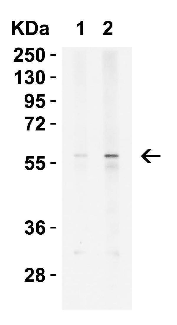 a11875 kremen2 primary antibodies wb testing 3