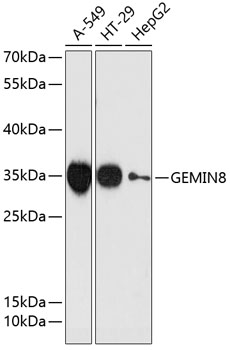 Western blot analysis of extracts of various cell lines, using GEMIN8 antibody  at 1:3000 dilution