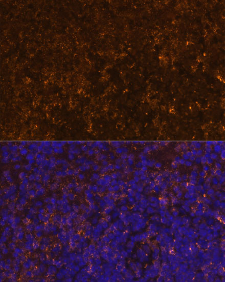 Immunofluorescence analysis of mouse spleen using KLRC4 Polyclonal Antibody  at dilution of 1:100 