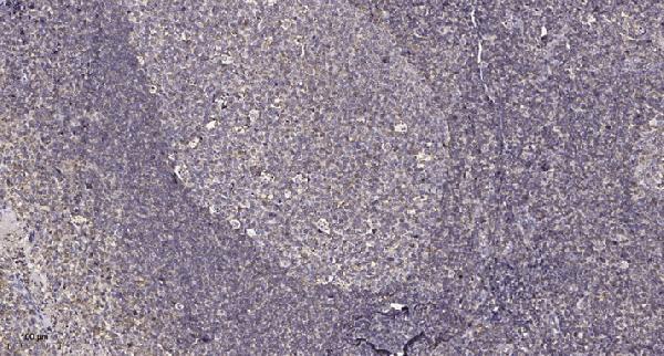 Immunohistochemical analysis of paraffin-embedded human tonsil