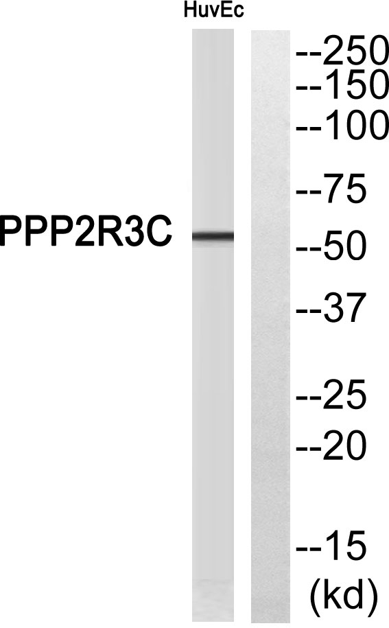 Western blot analysis of PPP2R3C Antibody