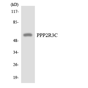 Western blot analysis of the lysates from HepG2 cells using PPP2R3C antibody