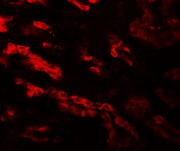 a11916 gzf1 primary antibodies if testing 3