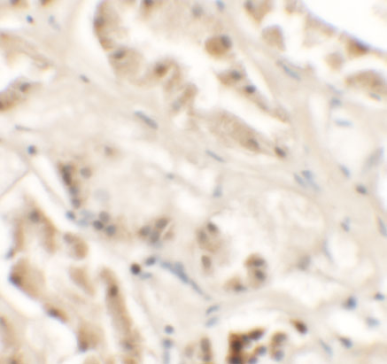 a11916 gzf1 primary antibodies ihc testing 2