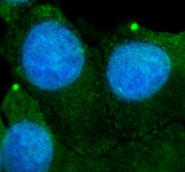 a11920 2 efhd1 primary antibodies if testing 1