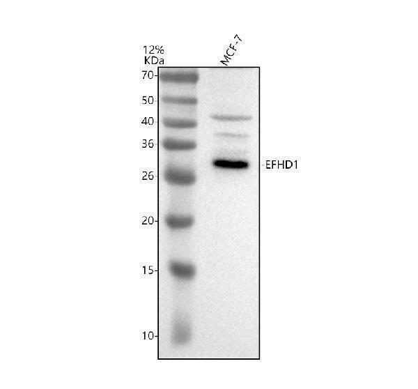 Western blot analysis of EFHD1 using anti-EFHD1 antibody (A11920-2)