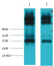 a11920 efhd1 primary antibodies wb testing 2