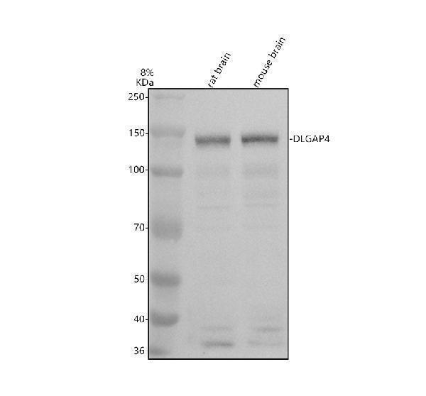 a11922 1 dlgap4 primary antibodies wb testing 1