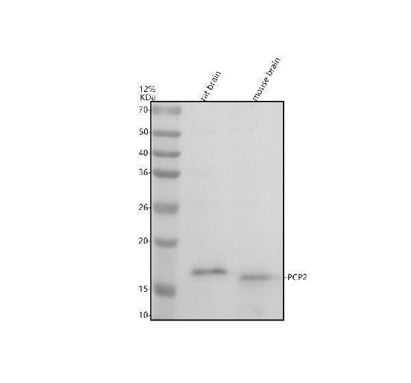 a11927 1 pcp2 primary antibodies wb testing 1