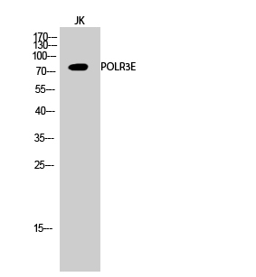 Western Blot (WB) analysis of JK cells using POLR3E Polyclonal antibody