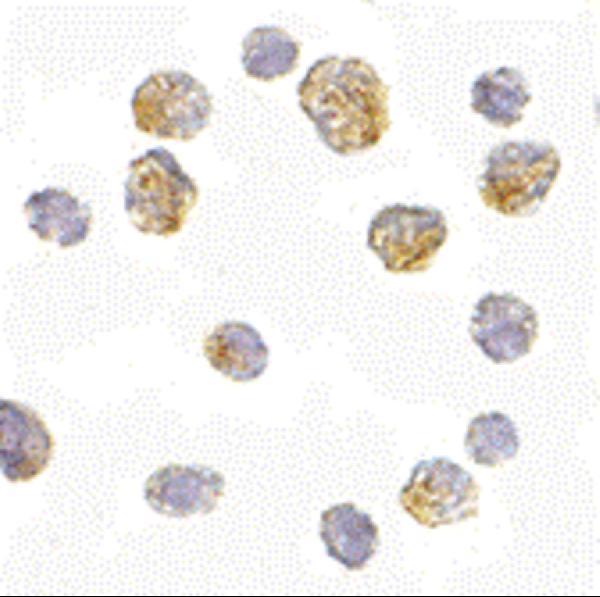 a11935 slc35d1 primary antibodies icc testing 2