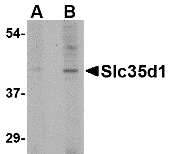 a11935 slc35d1 primary antibodies wb testing 1