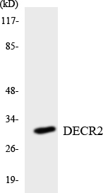 a11948 1 decr2 primary antibodies wb testing 2