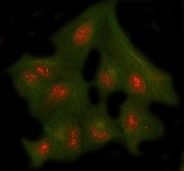 a11950 1 nup43 primary antibodies if testing 22
