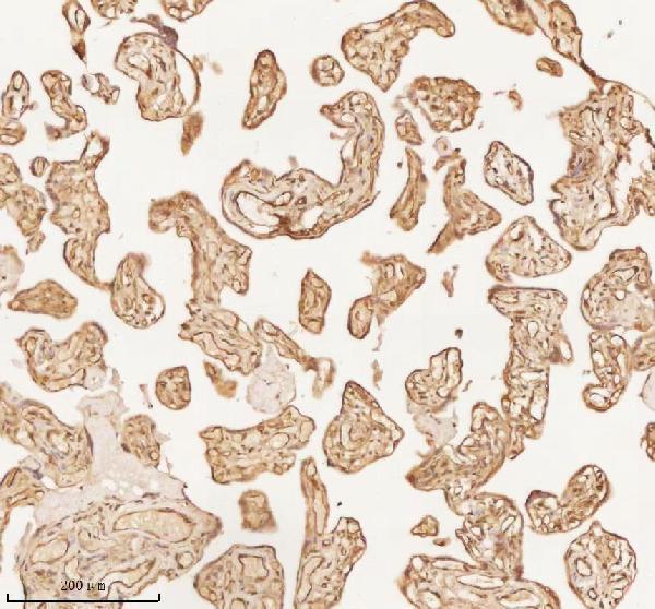 a11950 1 nup43 primary antibodies ihc testing 12