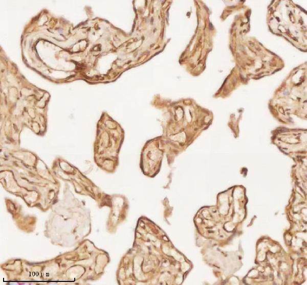 a11950 1 nup43 primary antibodies ihc testing 13