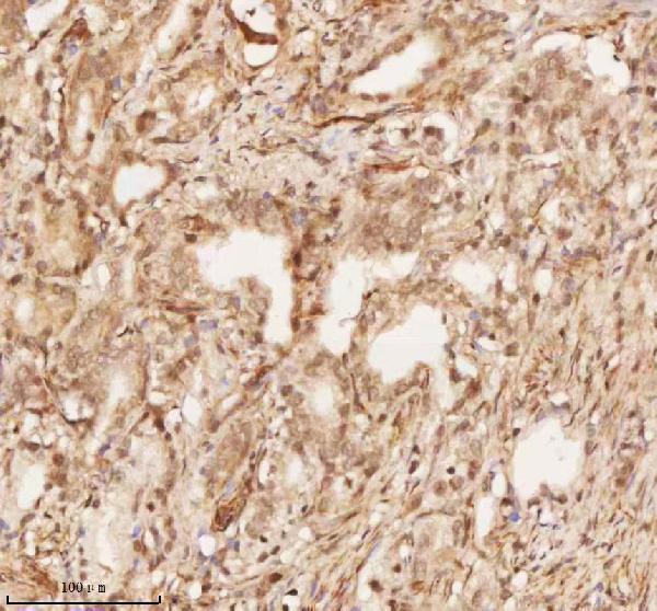 a11950 1 nup43 primary antibodies ihc testing 15