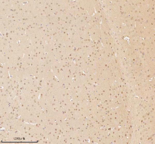 a11950 1 nup43 primary antibodies ihc testing 16