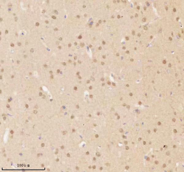 a11950 1 nup43 primary antibodies ihc testing 17