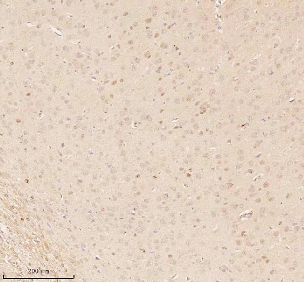 a11950 1 nup43 primary antibodies ihc testing 20