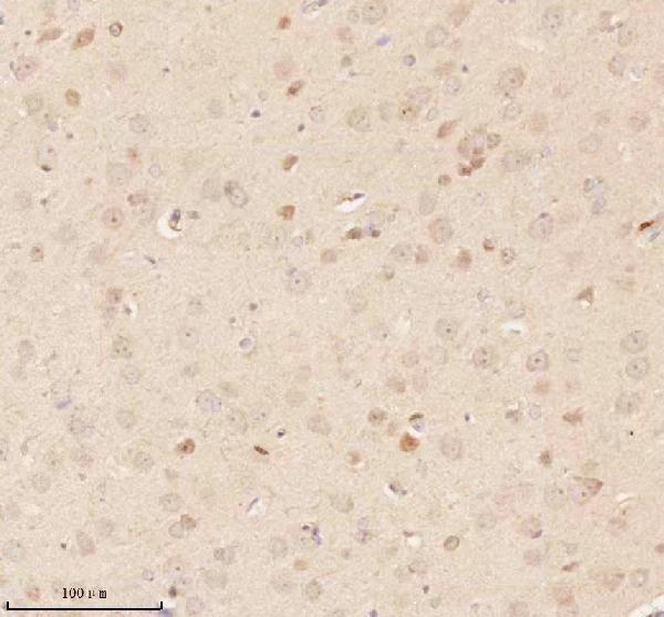 a11950 1 nup43 primary antibodies ihc testing 21