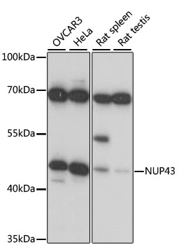 a11950 nup43 primary antiboties wb testing 1