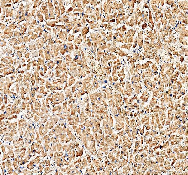 a11956 1 myl7 primary antibodies ihc testing 1