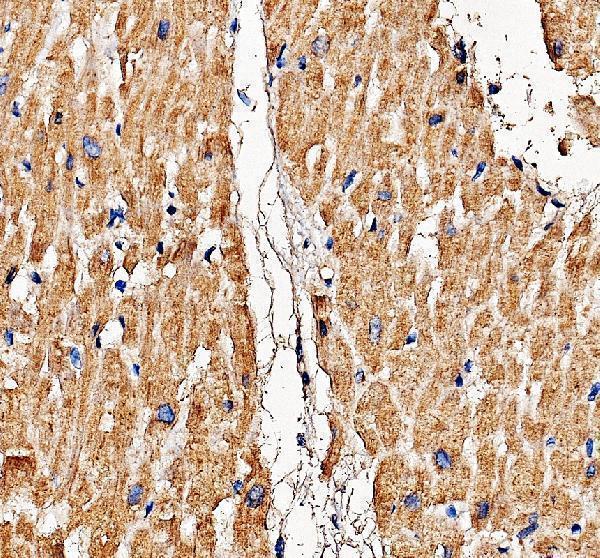 a11956 1 myl7 primary antibodies ihc testing 2
