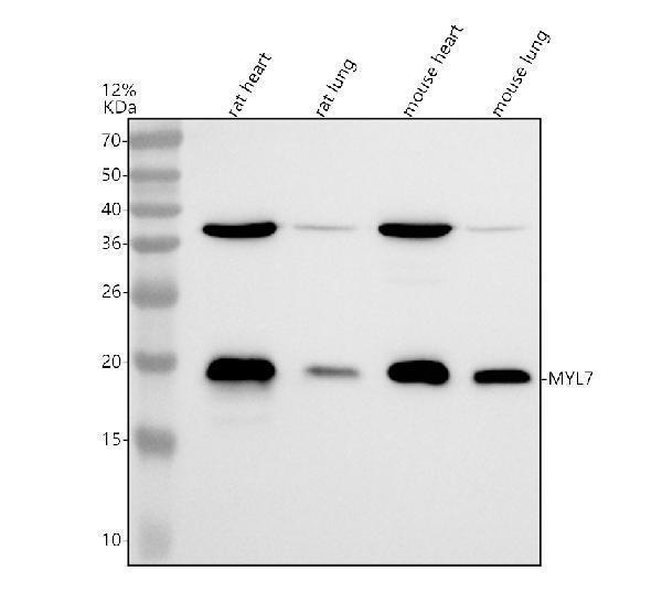 a11956 1 myl7 primary antibodies wb testing 1_1