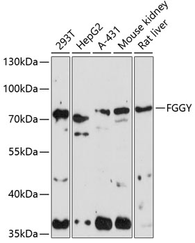 a11957 fggy primary antiboties wb testing 1