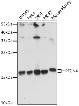 a11965 pfdn4 primary antiboties wb testing 1