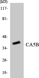 a11974 1 ca5b primary antibodies wb testing 3