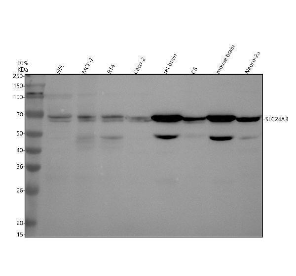 a11977 1 slc24a3 primary antibodies wb testing 1
