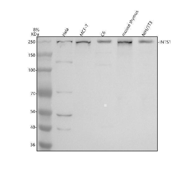 a11979 1 ints1 primary antibodies wb testing 1