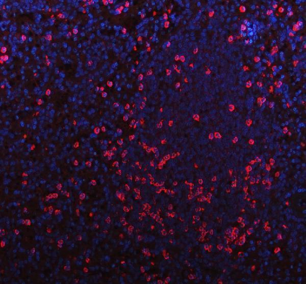 a11984 plac8 primary antibodies if testing 1