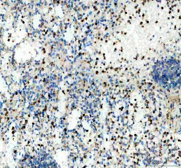 a11984 plac8 primary antibodies ihc testing 3