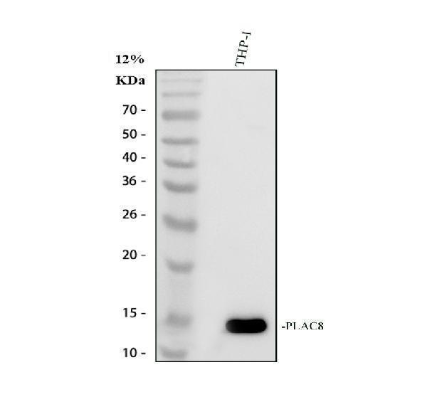 Western blot analysis of PLAC8 using anti-PLAC8 antibody (A11984)