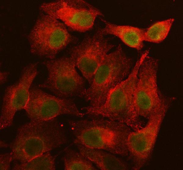 a11986 1 c1orf103 lrif1 primary antibodies if testing 2