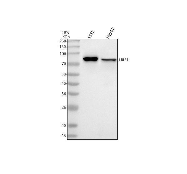 a11986 1 c1orf103 lrif1 primary antibodies wb testing 1