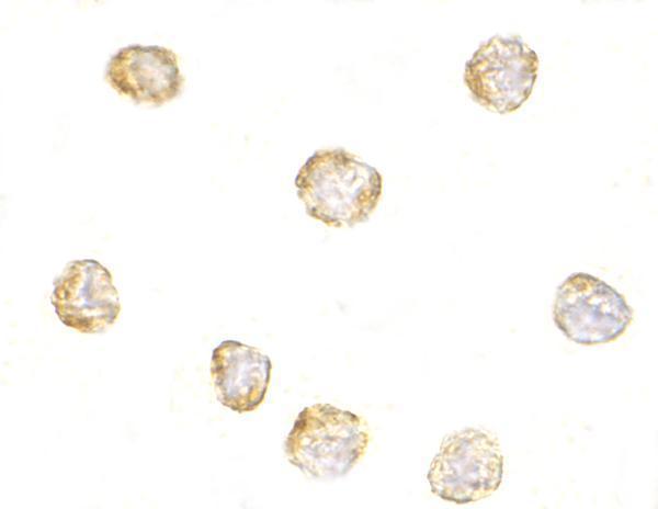 Immunocytochemistry of KappaB-ras1 in RAW264