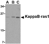 Western blot analysis of KappaB ras1 in RAW264