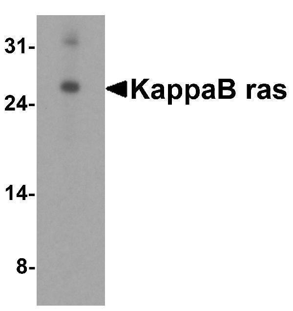 a11990 nkiras1 primary antibodies wb testing 1