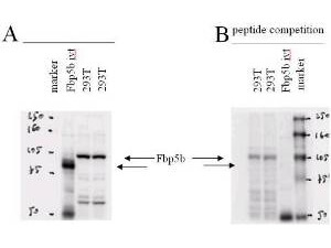 a12000 fbxo43 primary antibodies wb testing 1