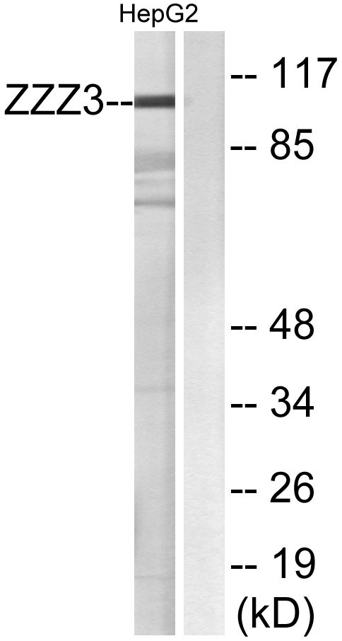 a12002 zzz3 primary antibodies wb testing 1