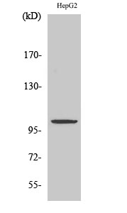 a12002 zzz3 primary antibodies wb testing 2