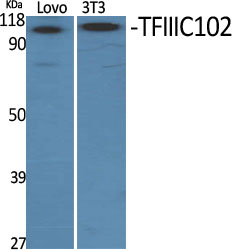 a12003 gtf3c3 primary antibodies wb testing 2