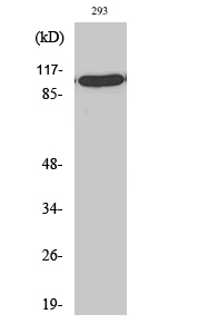 a12003 gtf3c3 primary antibodies wb testing 3