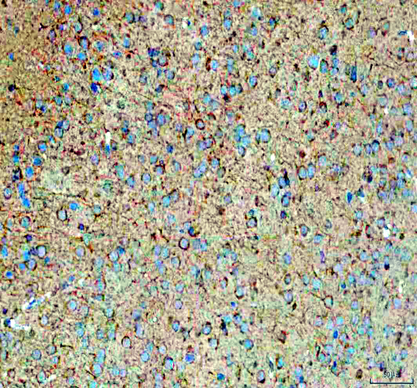 IHC analysis of NPTX1 using anti-NPTX1 antibody (A12018-2)