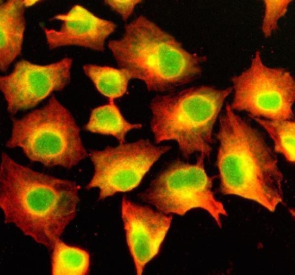 a12029 2 sfxn4 primary antibodies if testing 2