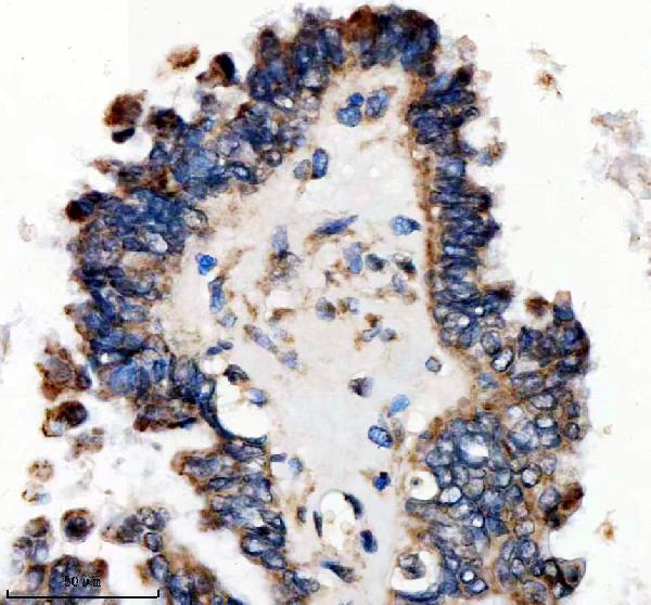 a12029 2 sfxn4 primary antibodies ihc testing 3